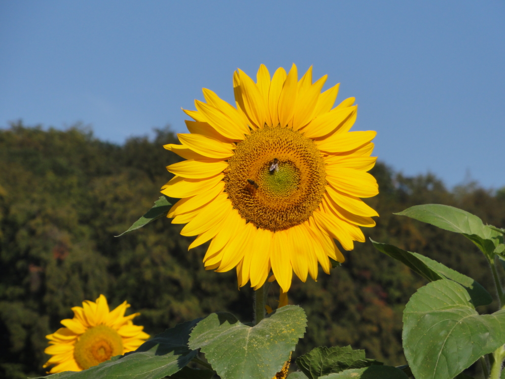 Sonnenblume zur Sommersonnwende
