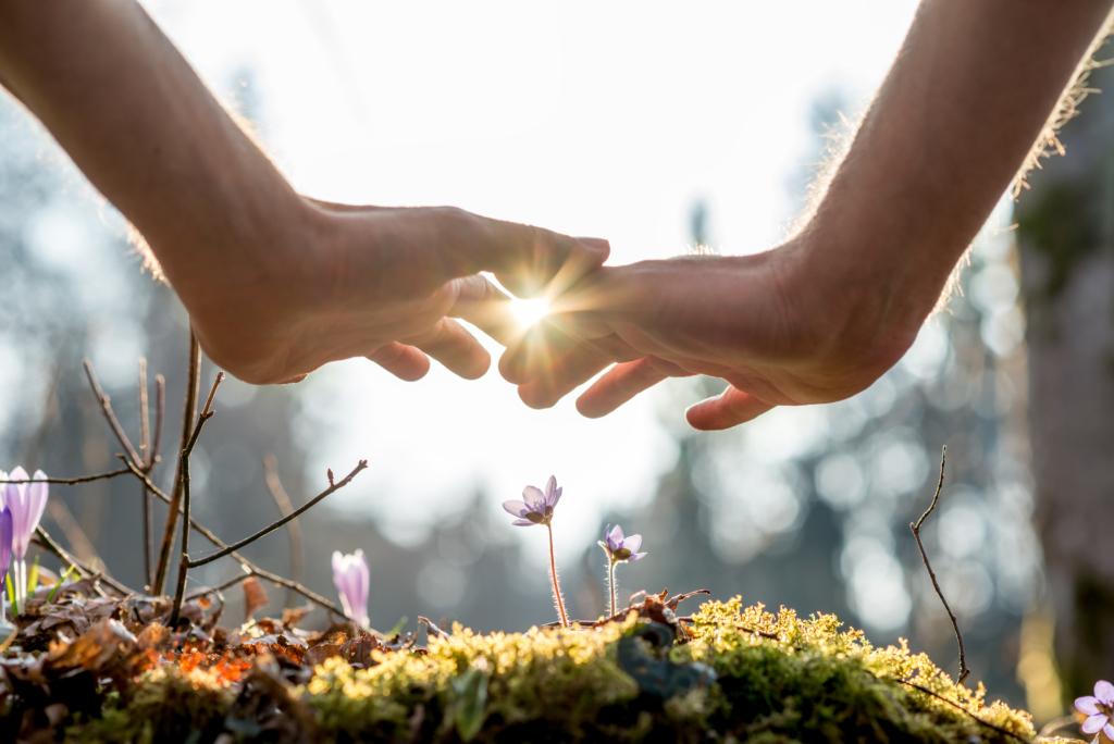 Hand Covering Flowers at the Garden with Sunlight Hand Covering Flowers at the Garden with Sunlight