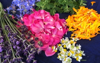 Lavendel, Rosen, Ringelblume, Kamille, Melisse und Borretsch
