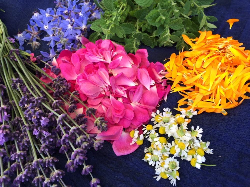 Lavendel, Rosen, Ringelblume, Kamille, Melisse und Borretsch