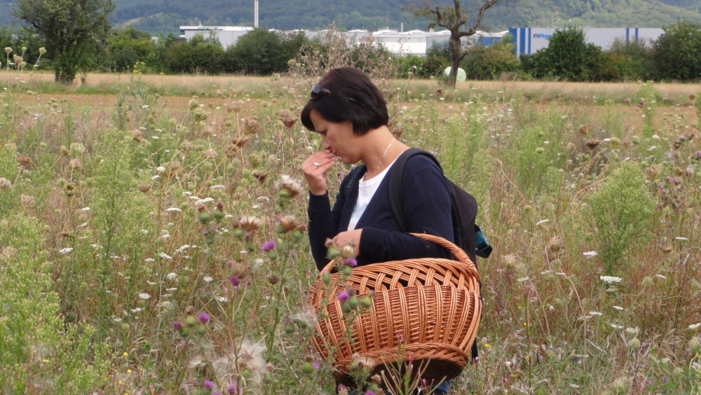 Wildpflanzen und Kräuter entdecken