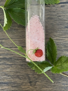 rötlich gefärbter Zucker in einem glasror mit Erdbeeren und blättern im HIntergrund