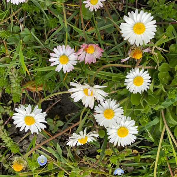 Gänseblümchen in der Naturkosmetik | Anke Randegger - Heilsam-en