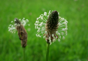 Spitzwegerich zwei Blüten auf einer Wiese