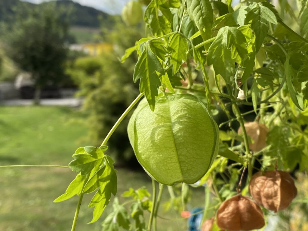 Grüne Pflanzen im Vordergrund mit ballonartiger Fruchthülle