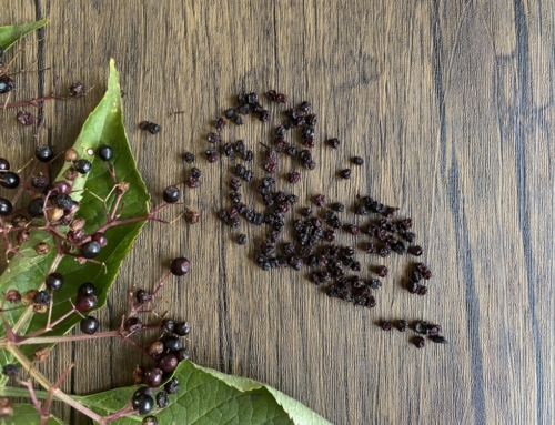 Eine Delikatesse: getrocknete Holunderbeeren