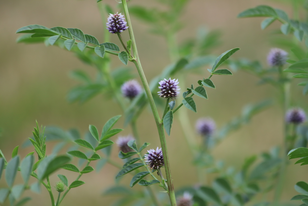 Süssholzwurzel BLüten violett mit zarten gefiederten Blättern