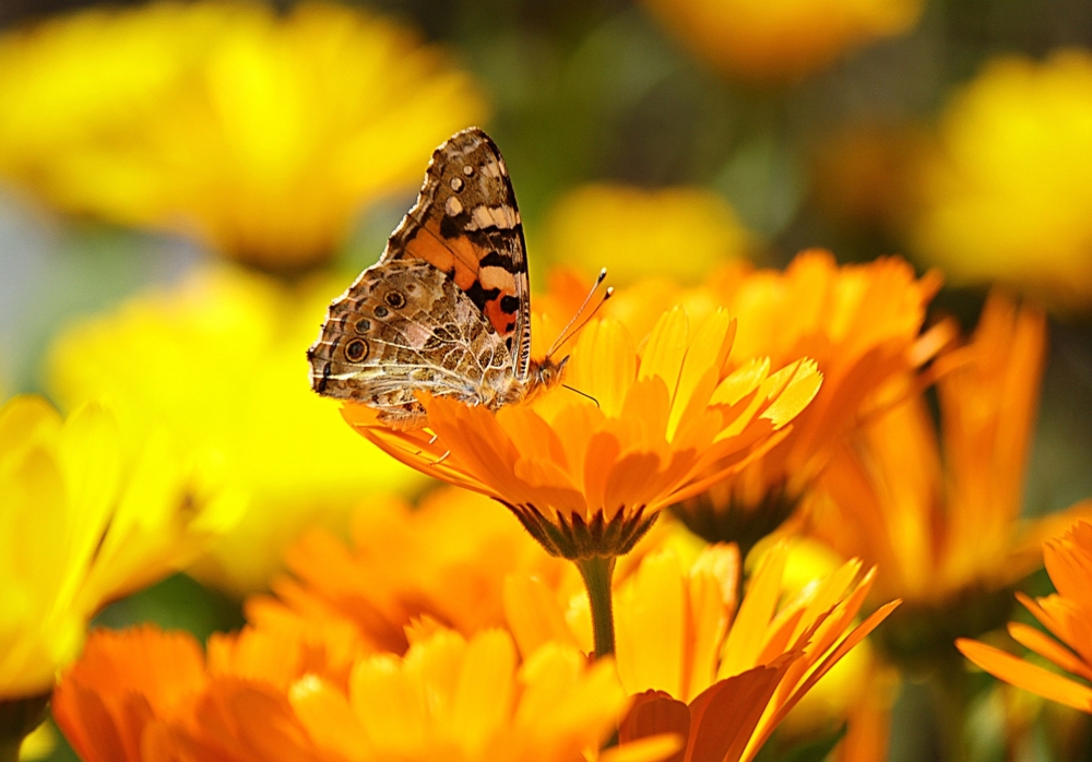 ringelblume 11 Orange Ringelblumen blüten mit einem Schmetterling