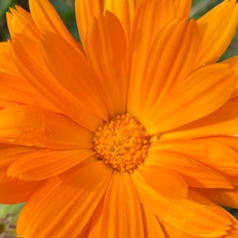 Ringelblume ringelblume: orange blüte in Grossaufnahme