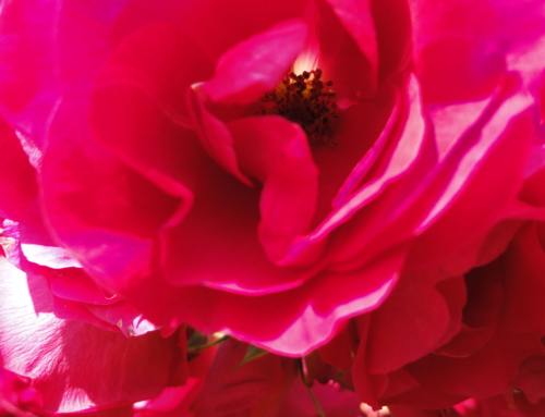 Rosen Raumspray – einfach und schnell