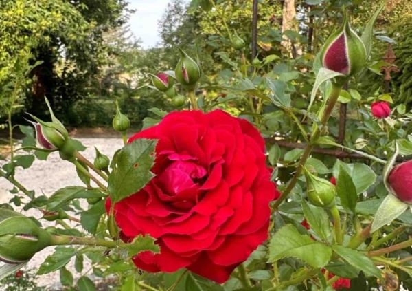 Wildkräuterspaziergang und Workshop