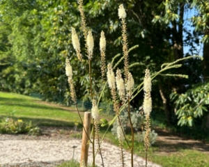 Pflanze mit weissen Blüten im heilpflanzengarten